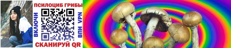 Галлюциногенные грибы Psilocybine cubensis  Россошь 